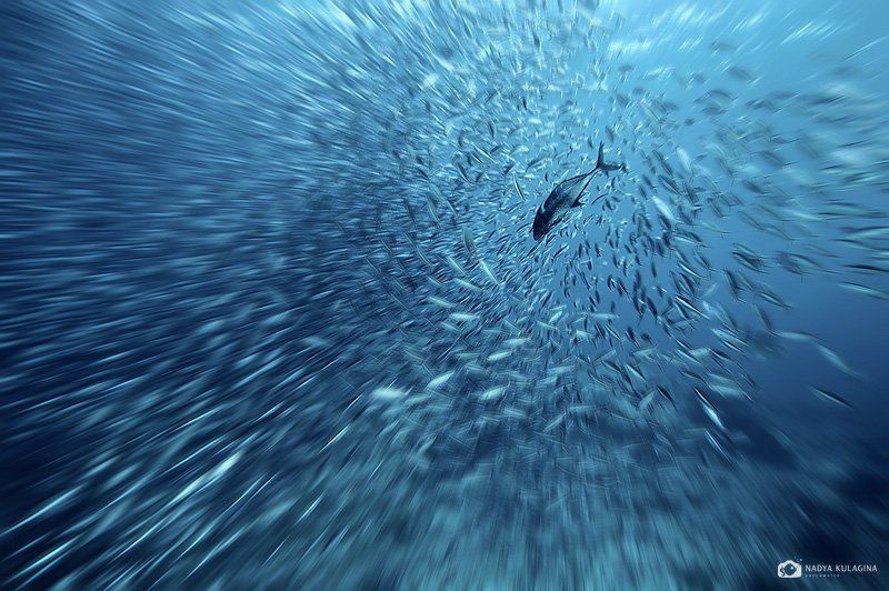 Чумачествие с подвывертом фото превью