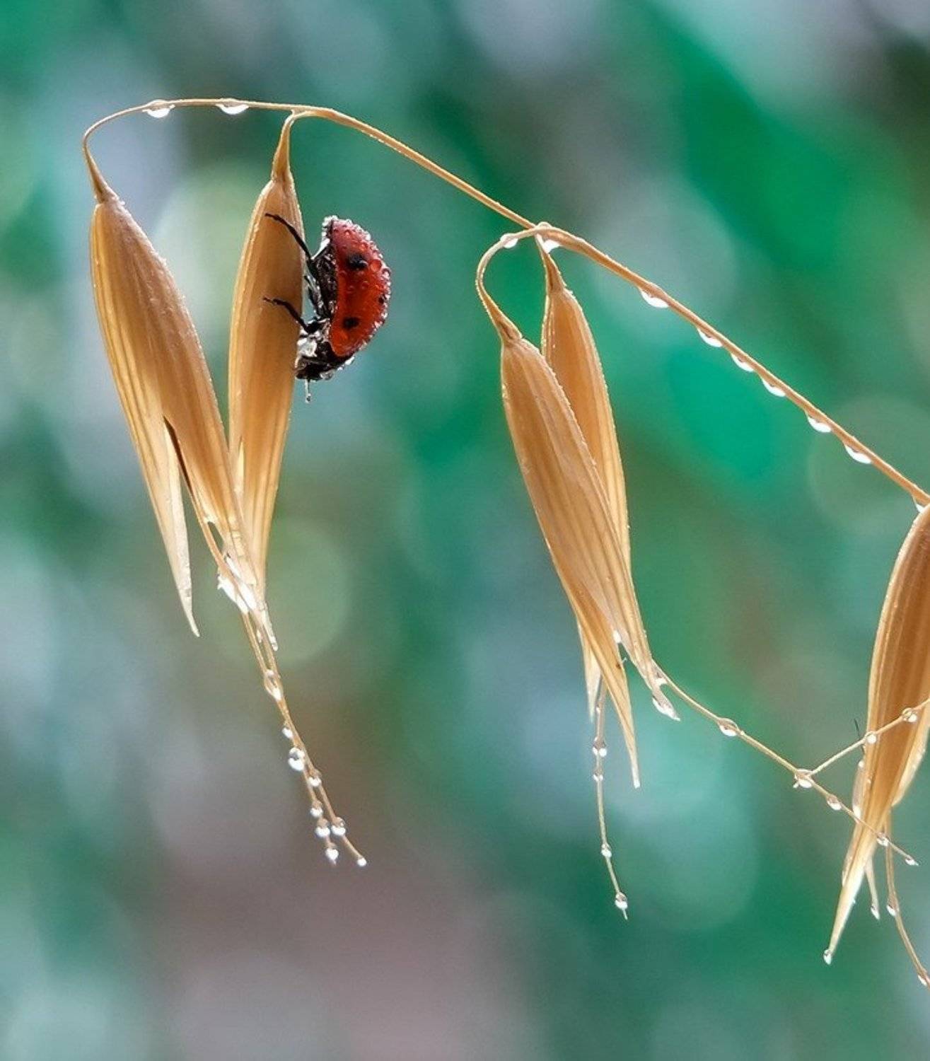 капельки., Вячеслав Мищенко