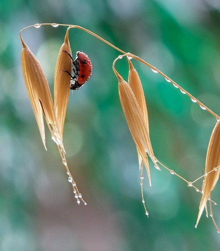 капельки. ПОСЛЕ ДОЖДИЧКА В ЧЕТВЕРГ. фото превью