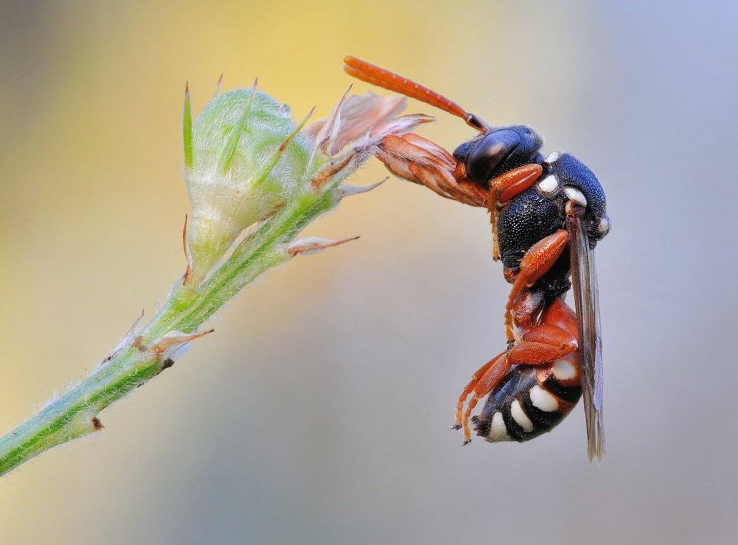 , Кузнецов Дмитрий