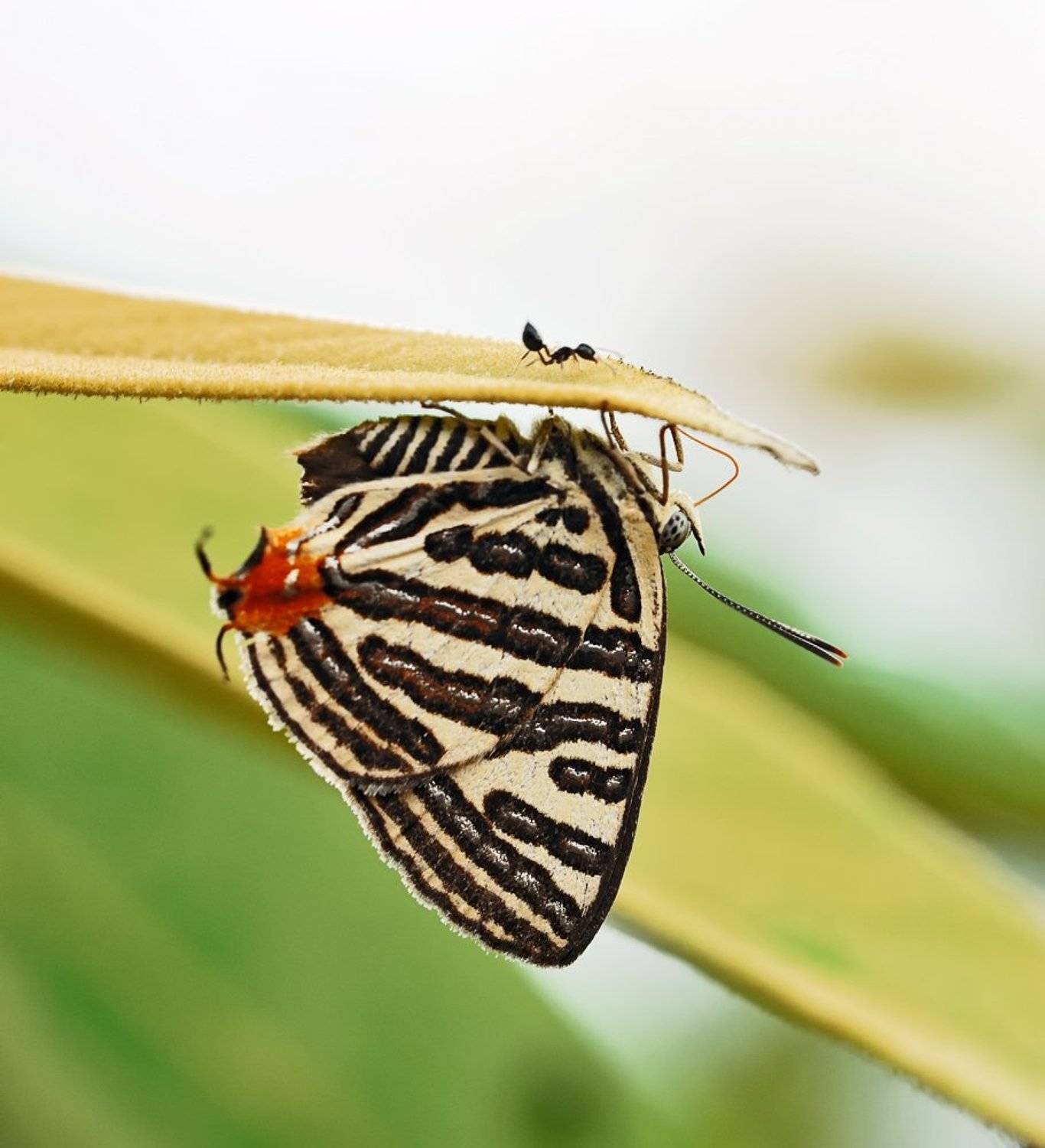 macro, closeup, insect, макро, насекомые, gnilenkov, Alexey Gnilenkov