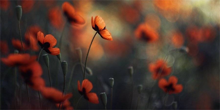 , Наталья Ова