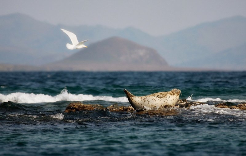 Приморье фото превью