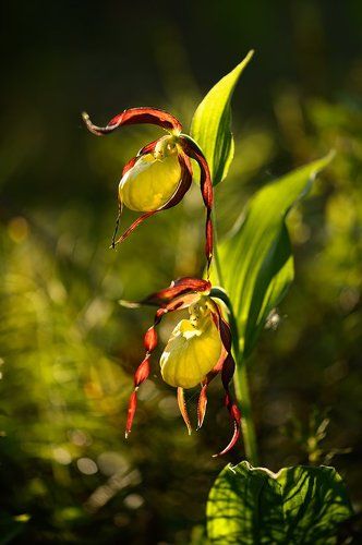 Королевские туфельки