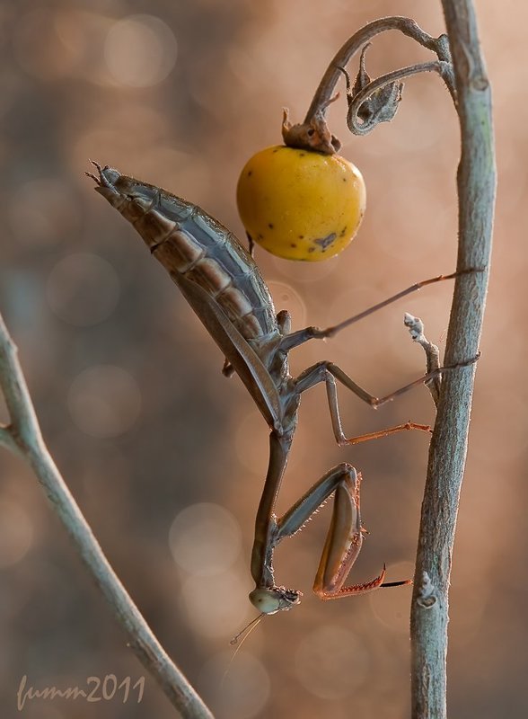 Стриптиз с ягодой и насносях. фото превью