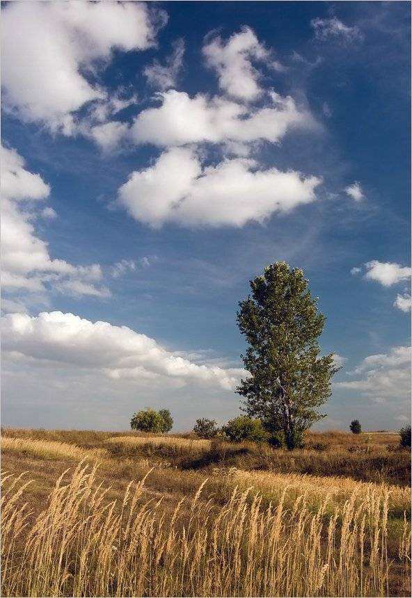 , Николай Шахманцир