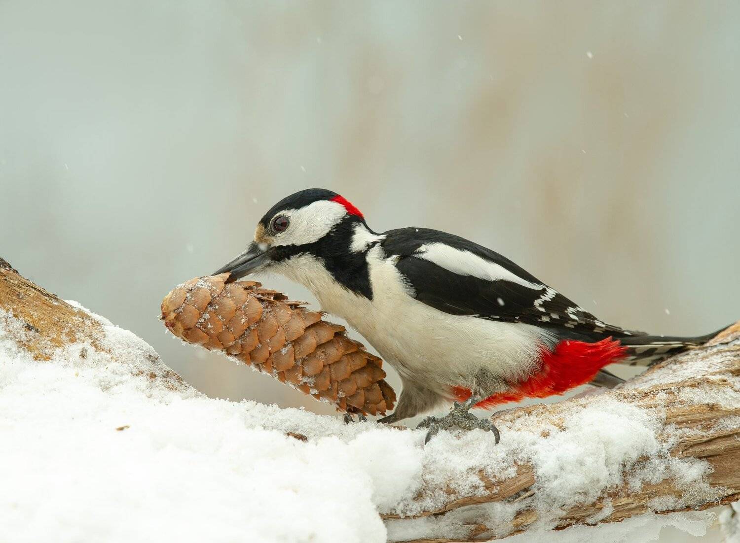 птицы,природа, весна, Андрей Киселёв