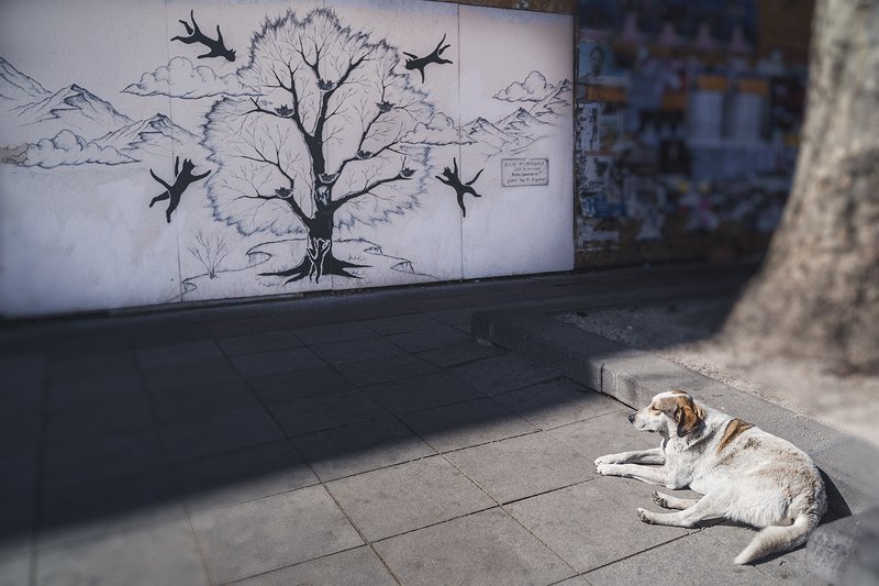 Самоизоляция (COVID-19) фото превью