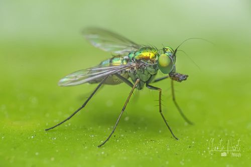 Green Fly