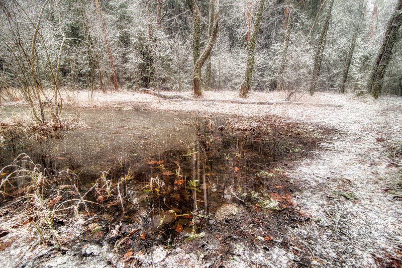Замороженный лес фото превью