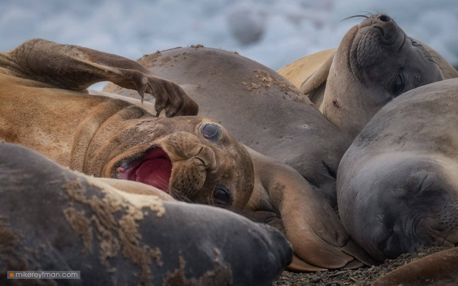 southern_elephant_seal, yankee_harbour, greenwich_island, shetland_islands, antarctica, animal_wildlife, animals_in_the_wild, antarctica, aquatic_mammal, beach, male_animal, nature, no_people, the_natural_world, Майк Рейфман