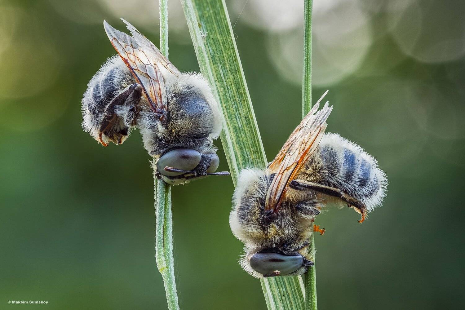 макро,стекинг,вега-11у,рассвет,пчела, Максим Сумской
