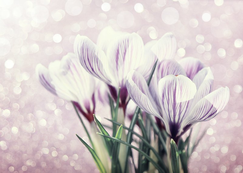 Крокусы фото превью