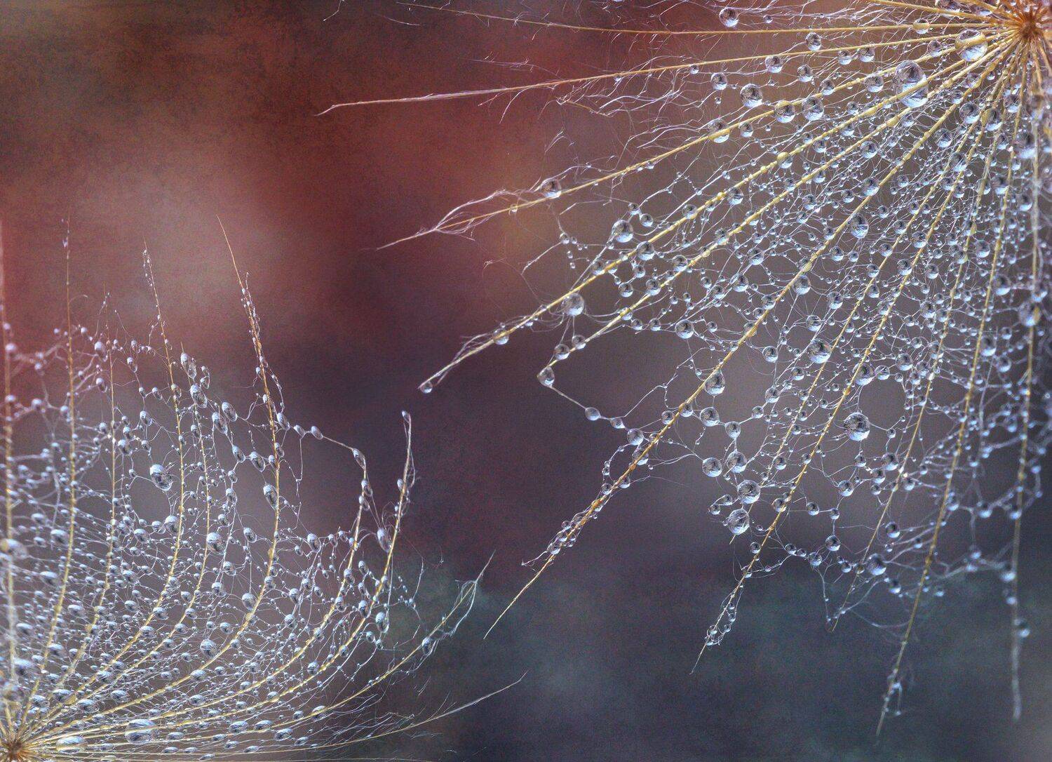 , Таня  Маркова