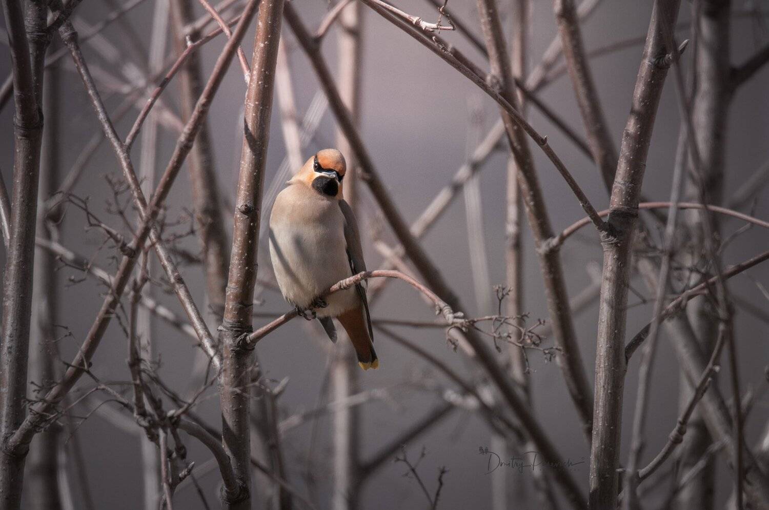 природа, лес, животные, птицы, Дмитрий Посевич
