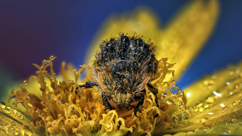 Бронзовка мохнатая фото превью