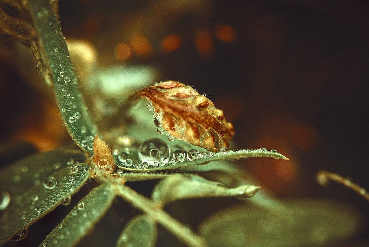 , Рут Андрей