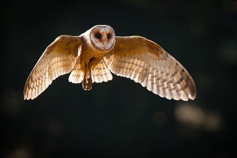 Сипуха фото превью