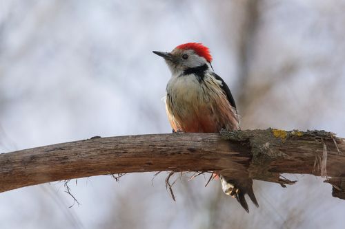 Вертлявый дятел