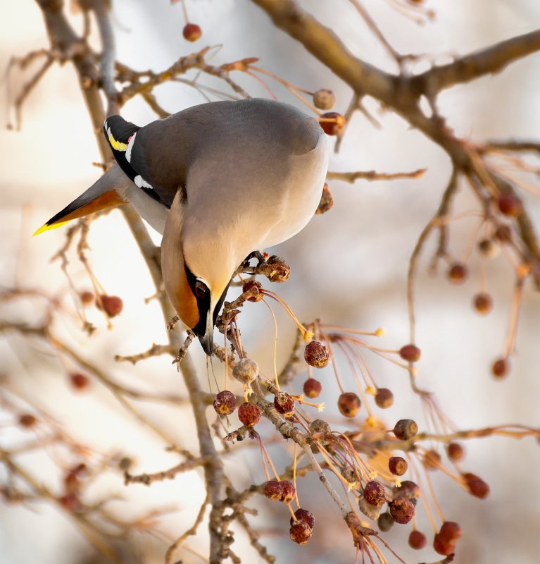 птица, свиристель, зима, свиристель.. фото превью
