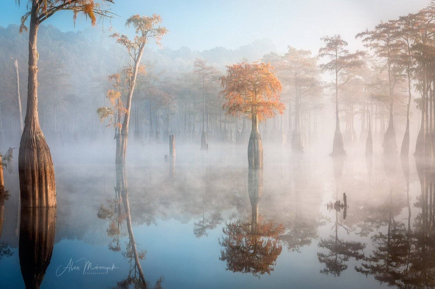 кипарис, туман, болото, отражение, фото-тур,, Alex Mironyuk