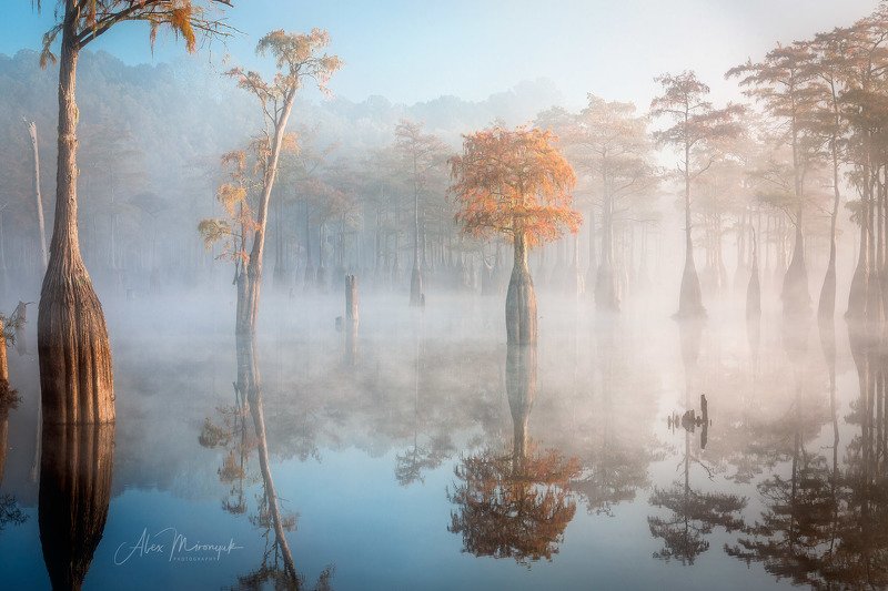 кипарис, туман, болото, отражение, фото-тур, Утренний туман на кипарисовом болоте фото превью