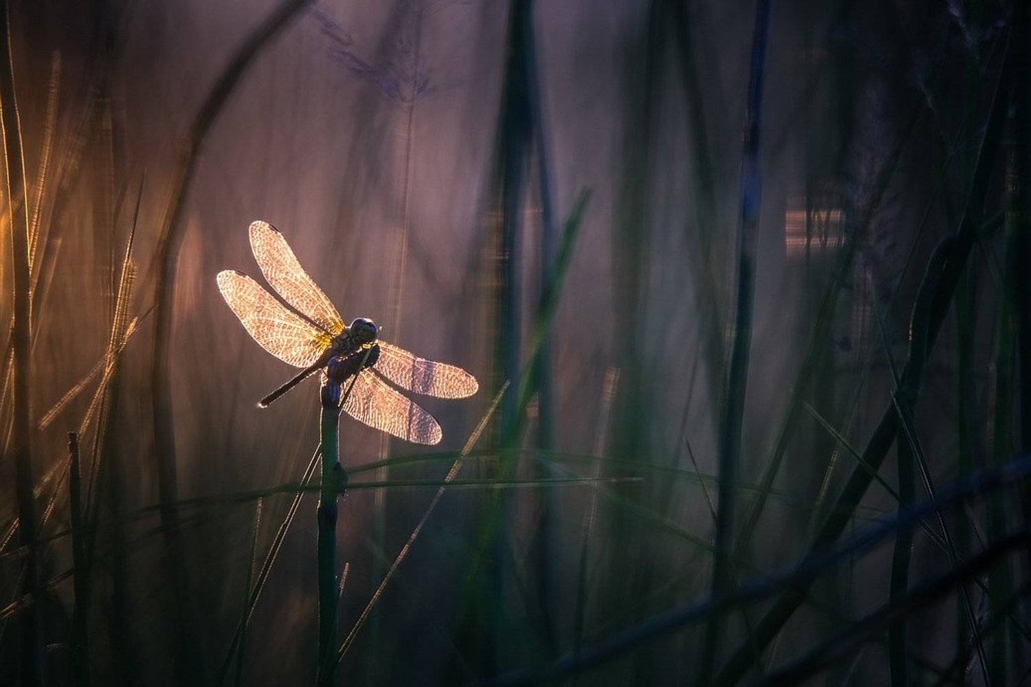 , Вячеслав Мищенко