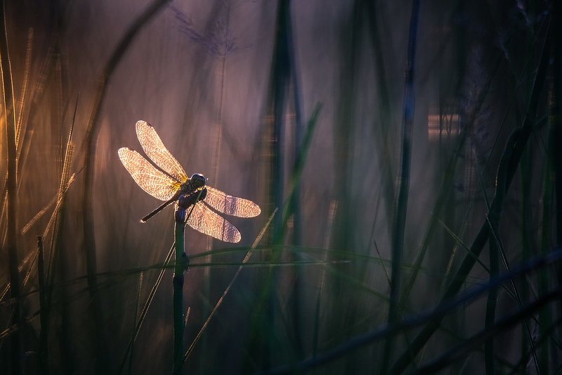 Провожая уходящий день фото превью