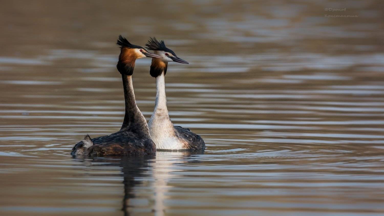 Птицы, Чомги, Поганки, ФотоОхота, Дронов Константин
