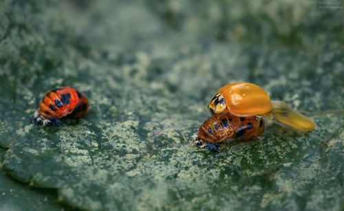 Немного божьи коровок