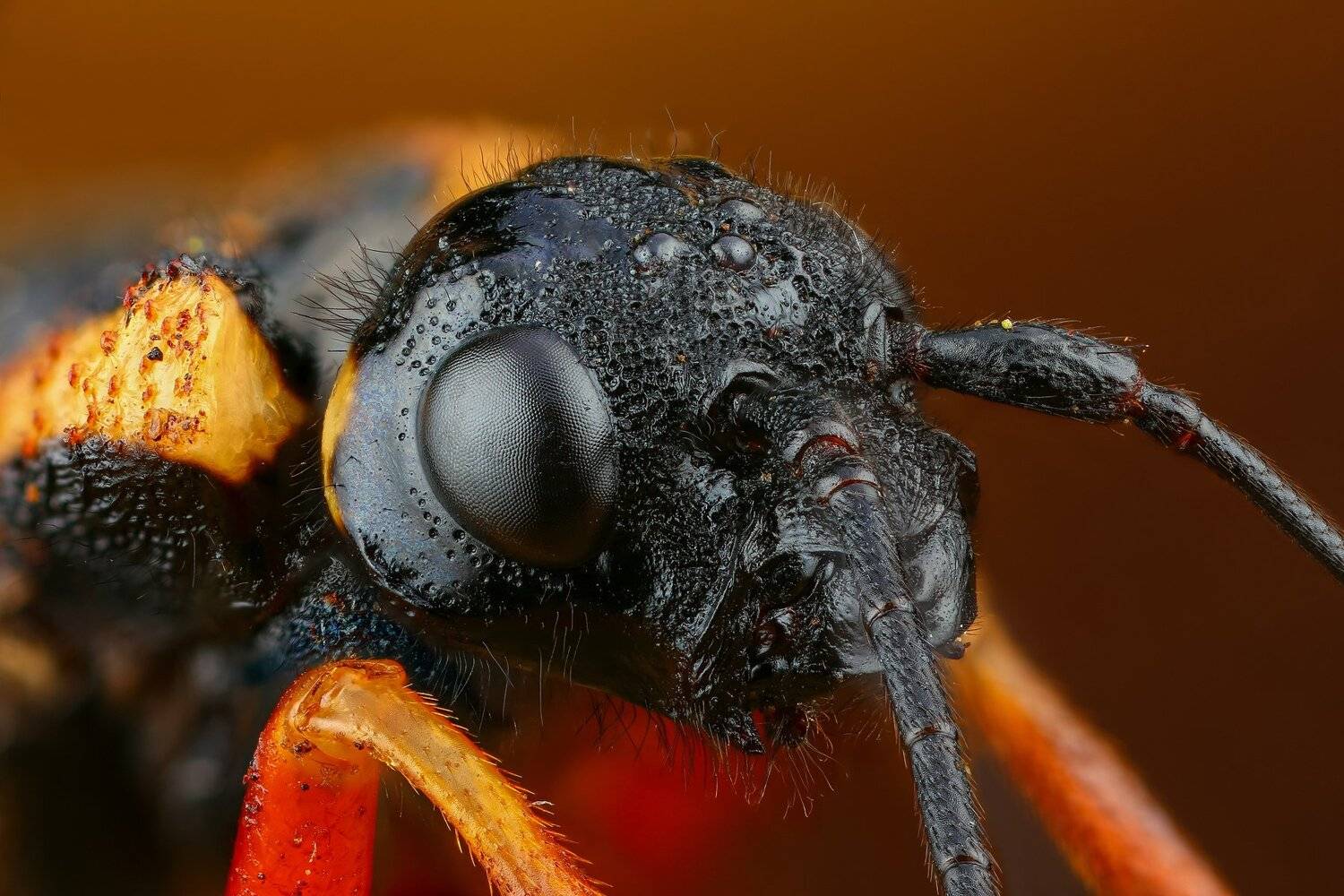 портрет,макро,природа,усы,цвет,красный,коричневый, Андрей Шаповалов