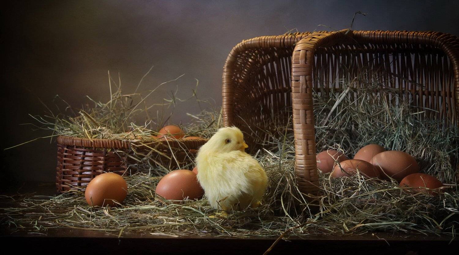 натюрморт, корзина, яйца, цыпленок, Ковалева Светлана