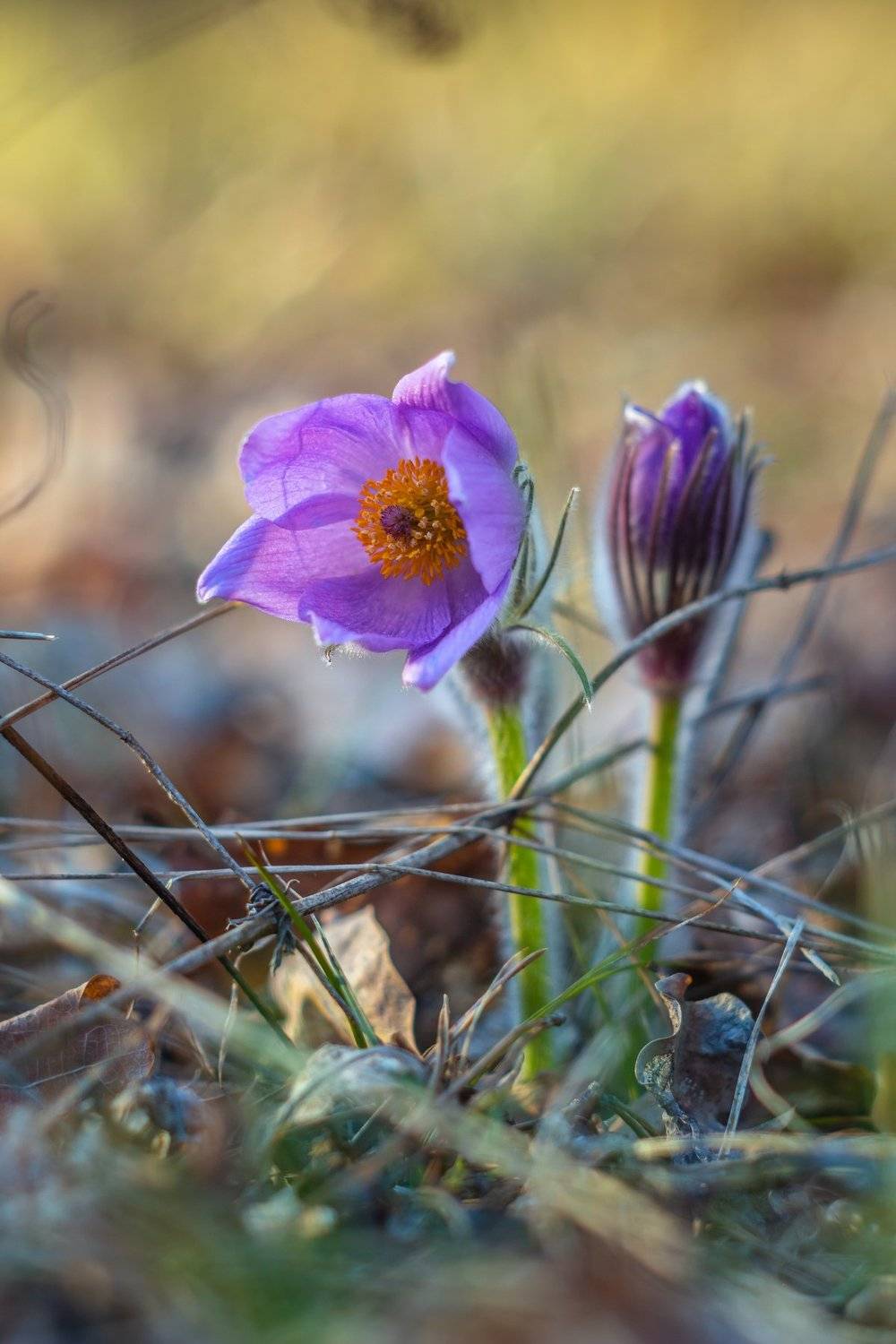 сон-трава, первоцвет, лес, заповедник, весна, Руслан Востриков
