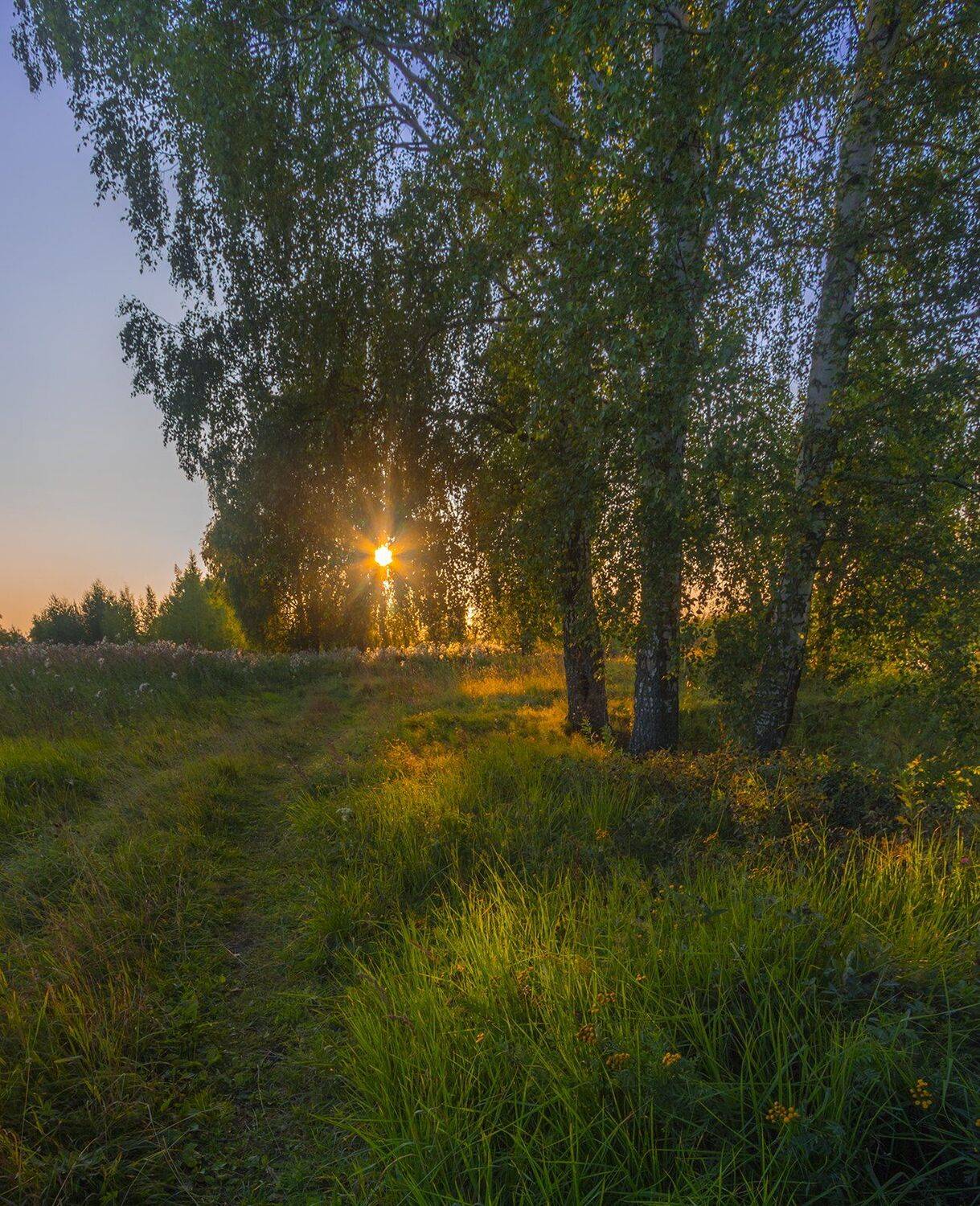 лето,вечер,пейзаж,берёзы, Елена Рубинская
