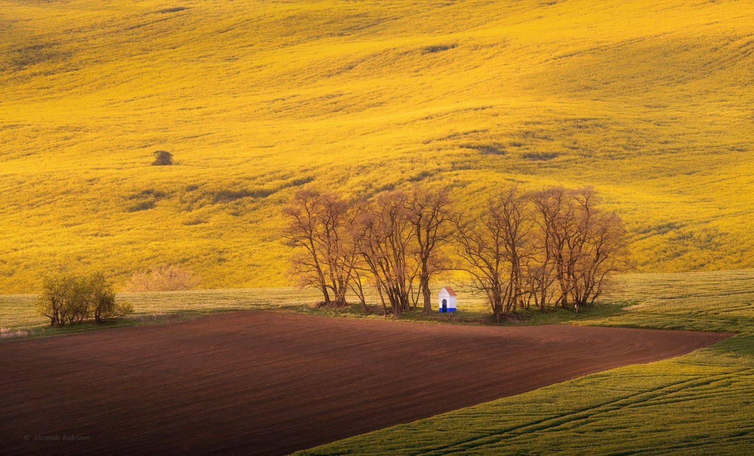 пейзаж, моравия, весна, рапс, Александр Кукринов
