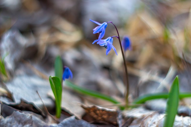 пролески, подснежники, первоцветы, лес, воронежский, заповедник, весна  фото превью