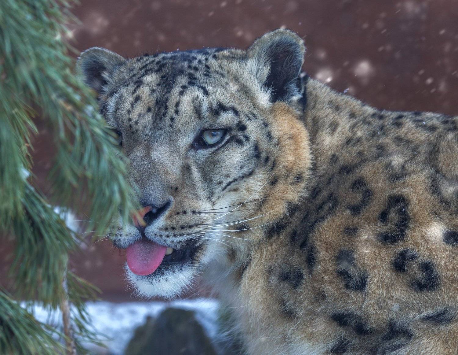 , Олег Богданов