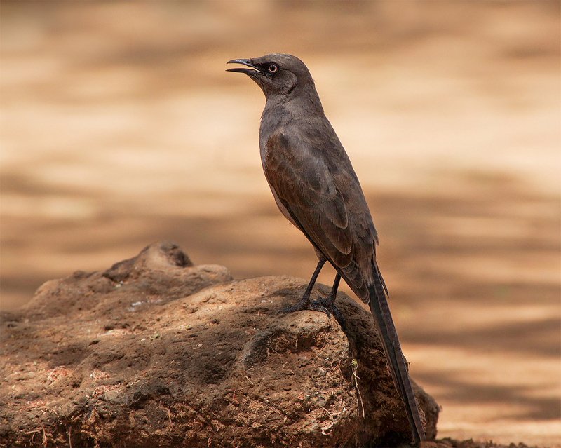 Позером фото превью