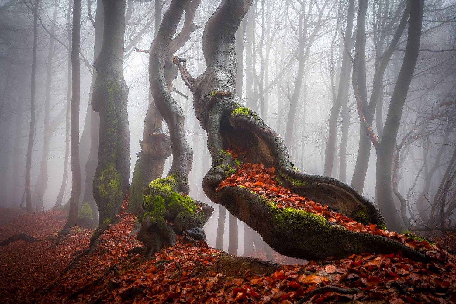 forest, fog, beech, tree, trees, mist, autumn, fall, leafs, woodland, landscape, nature, Lubo&scaron; Prchal