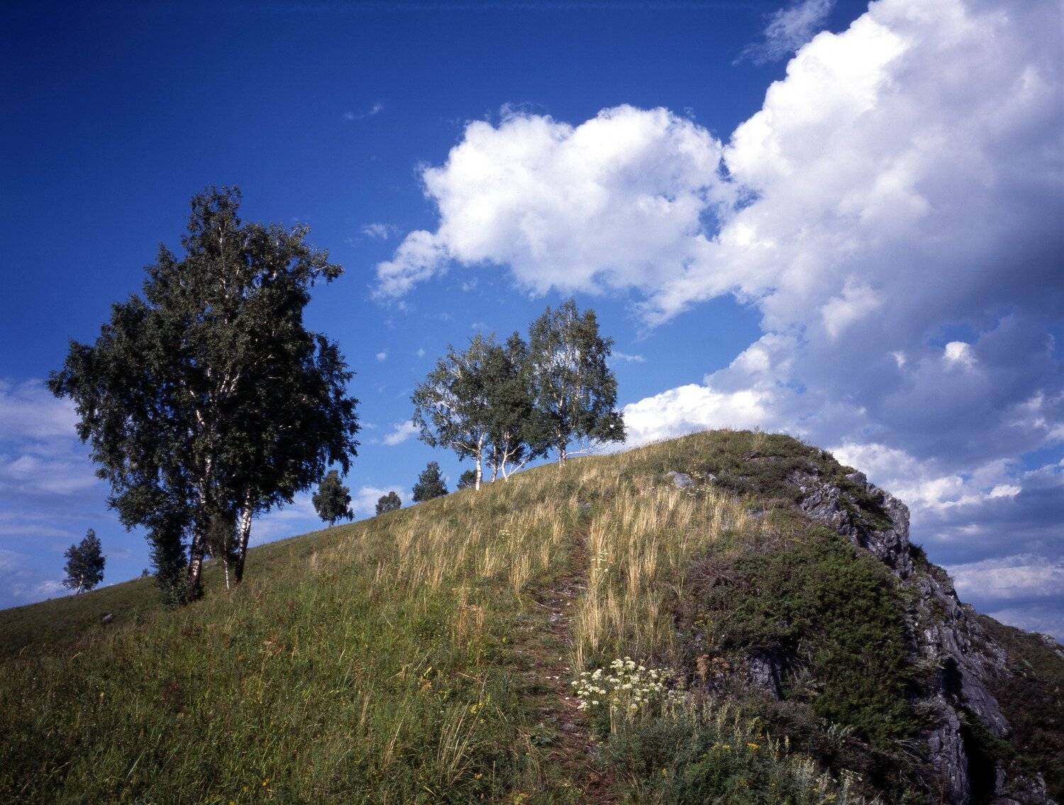 косогор, гора, обрыв, поле, трава, деревья, берёзы, небо, облака, день, лето, Дмитрий Ткаченко
