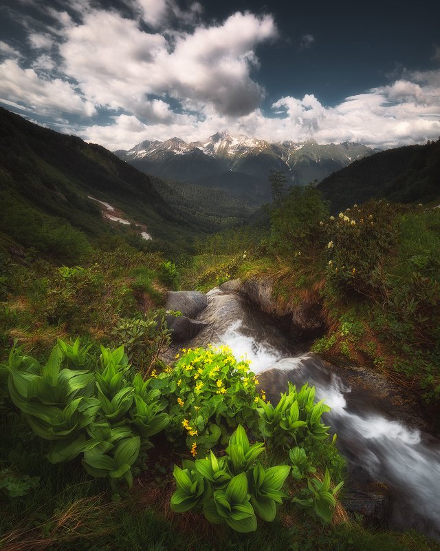 горная река, горы, лето, чемерица, пейзаж, кавказ У истоков реки Ачипсе фото превью