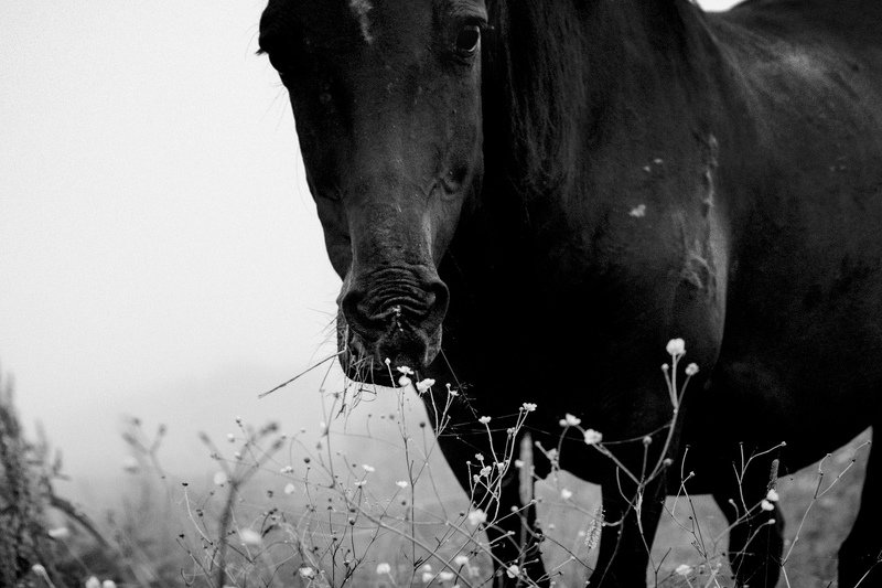 Не одна фото превью