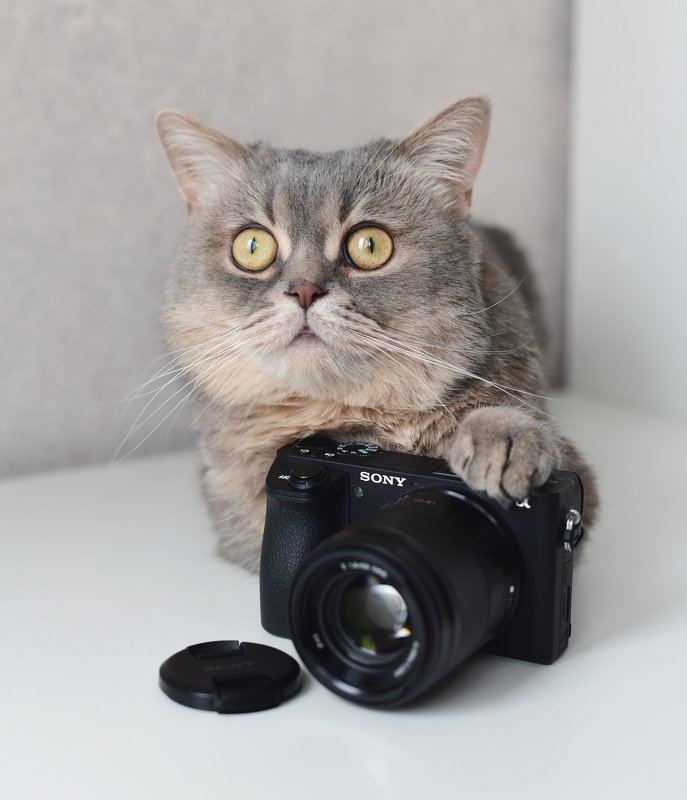 Photographer фото превью
