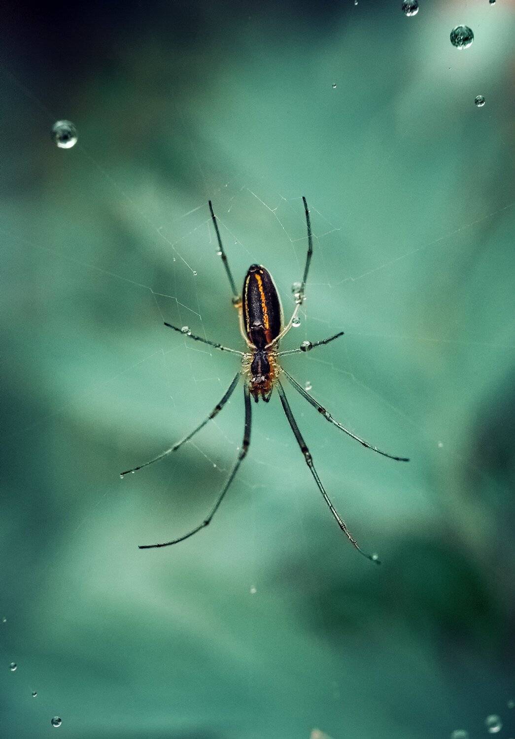 , Рут Андрей