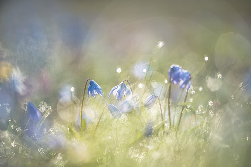 Феерия солнца и весенних цветочков. фото превью