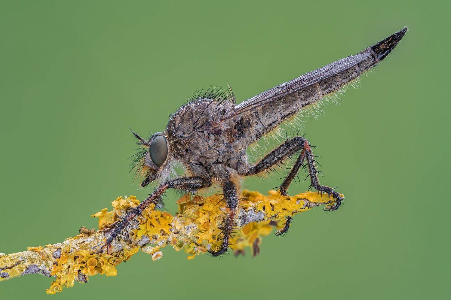 macro, Massimo Tamajo