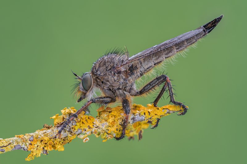 macro Asilide фото превью