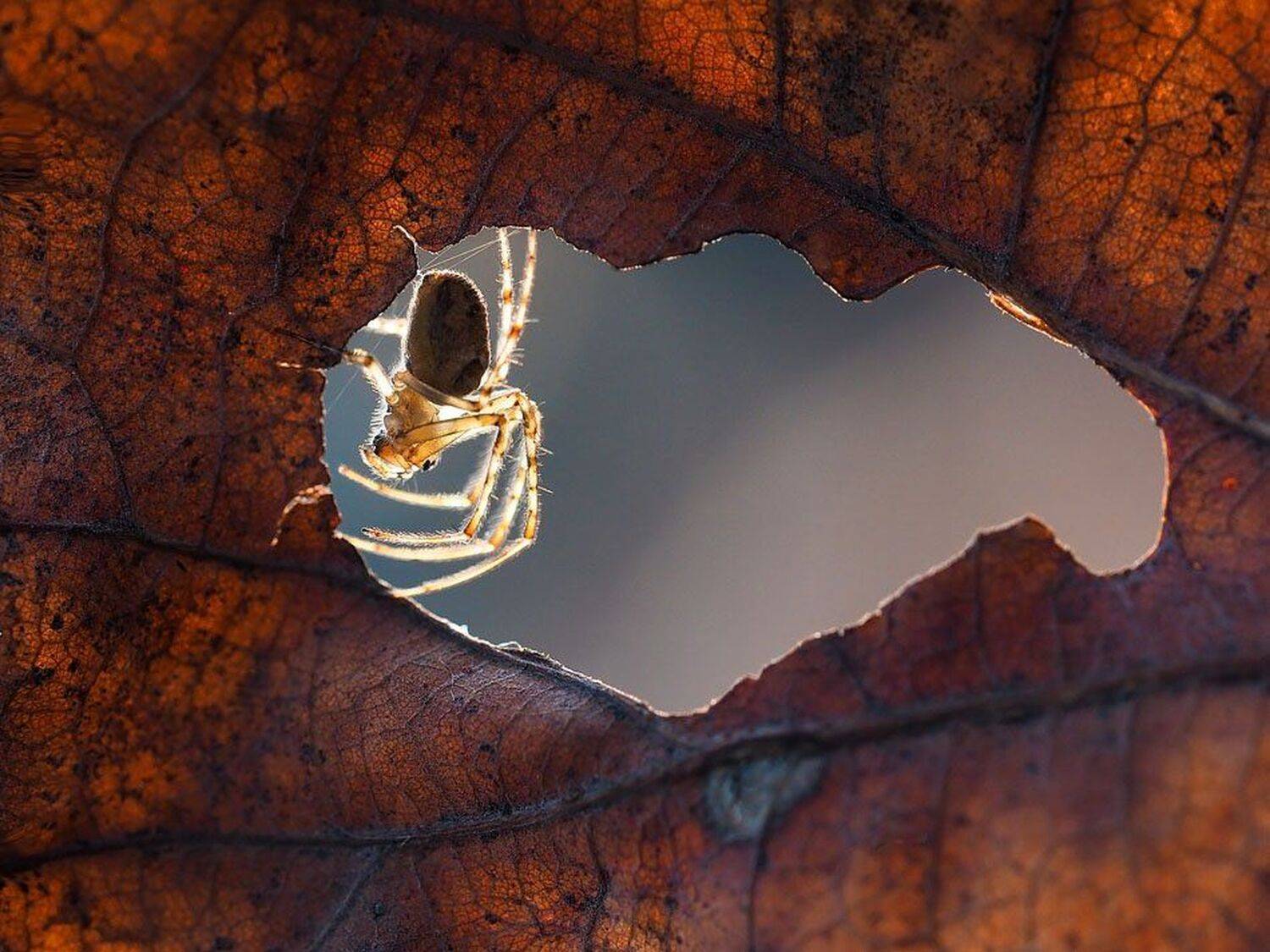 , Евгений Лукашук