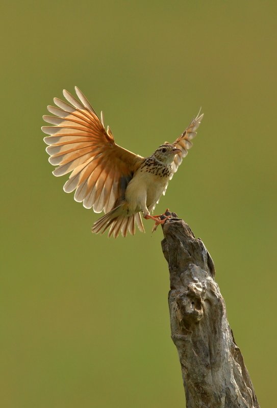 red winged lark фото превью