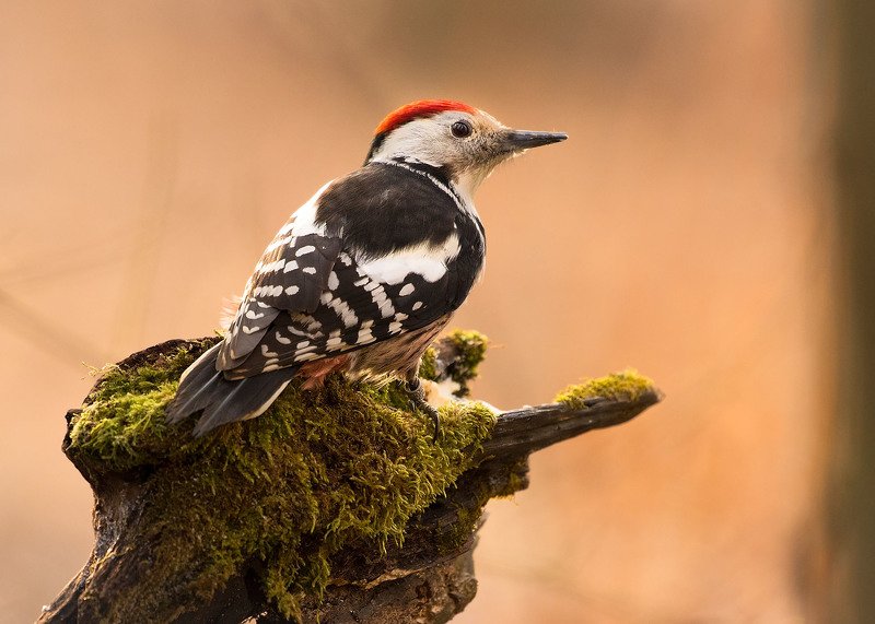 Woodpecker фото превью